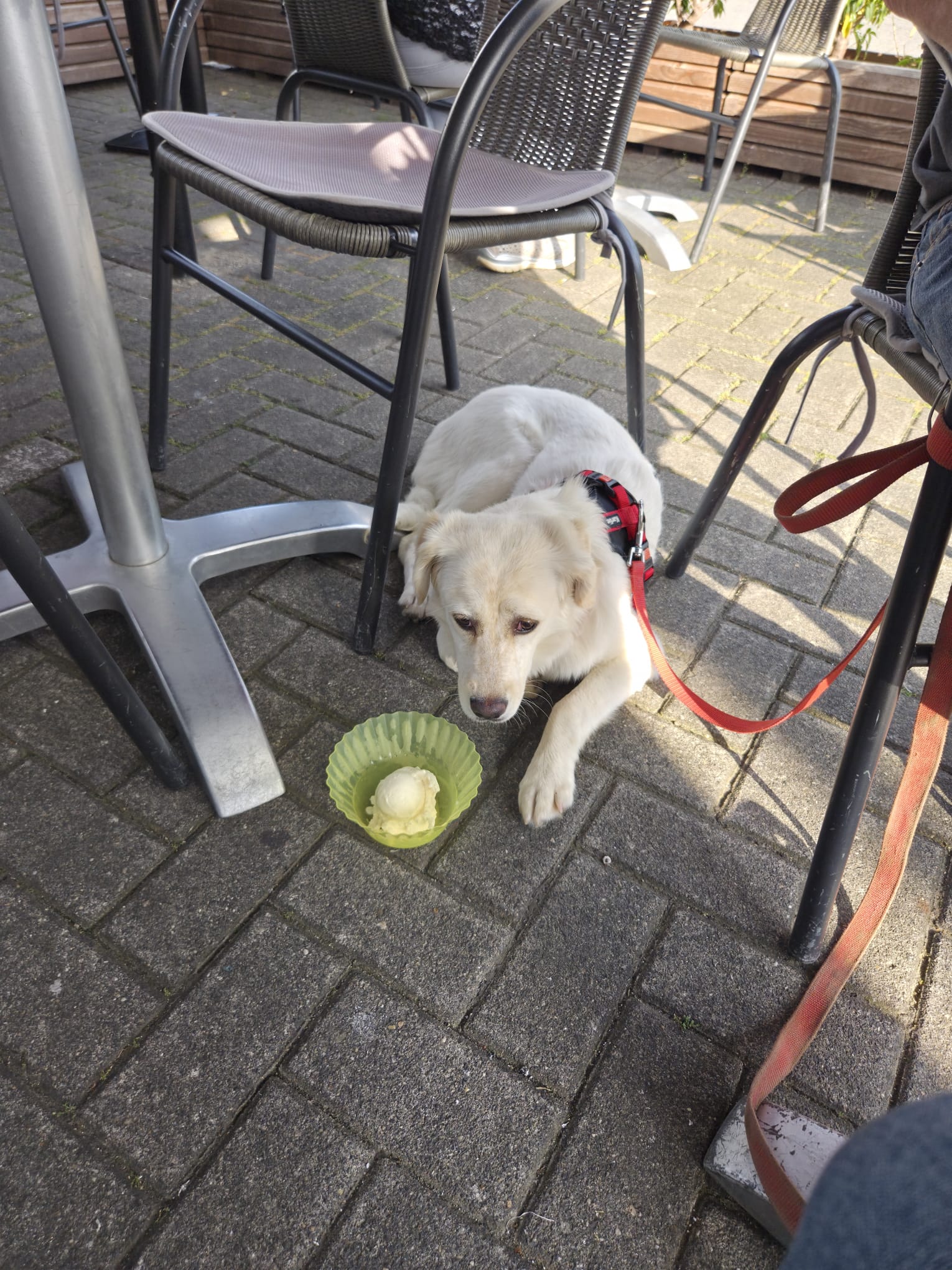 Mein erstes Eis