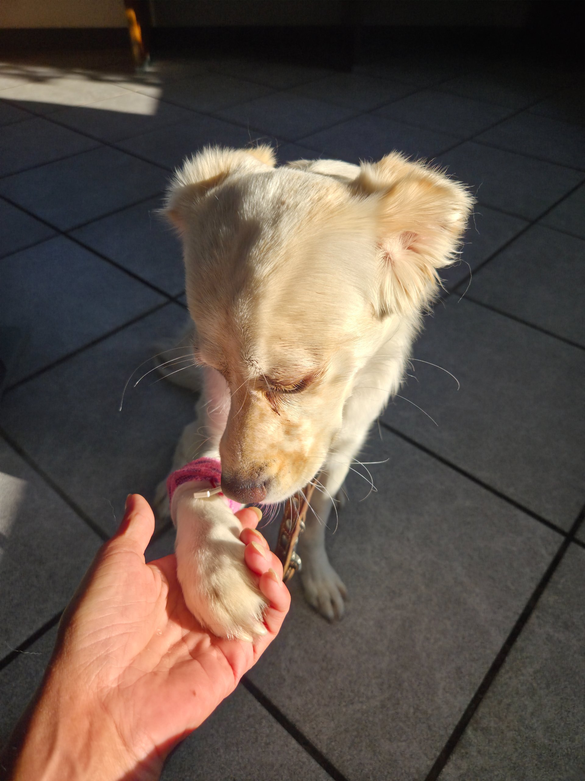 Eine Pfote in meiner Hand