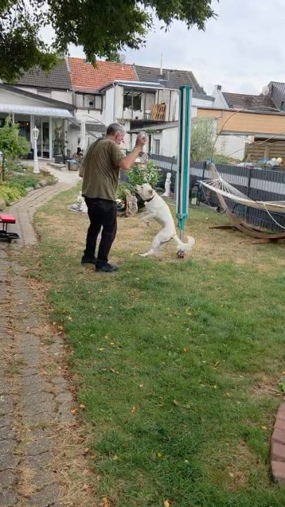 Silva fordert Willi im Garten wieder zum Spielen heraus. Noch müssen wir sie bremsen, aber genau diese Lebensfreude wollten wir so gerne wiedersehen.
