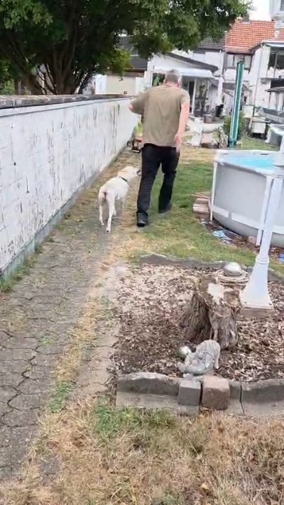 Sobald die Terrassentür aufgeht, gibt Silva Gas. Noch bleiben unsere Gassirunden auf den Garten beschränkt, damit ihre Wunden in Ruhe heilen können. An Energie fehlt es ihr jedenfalls nicht.