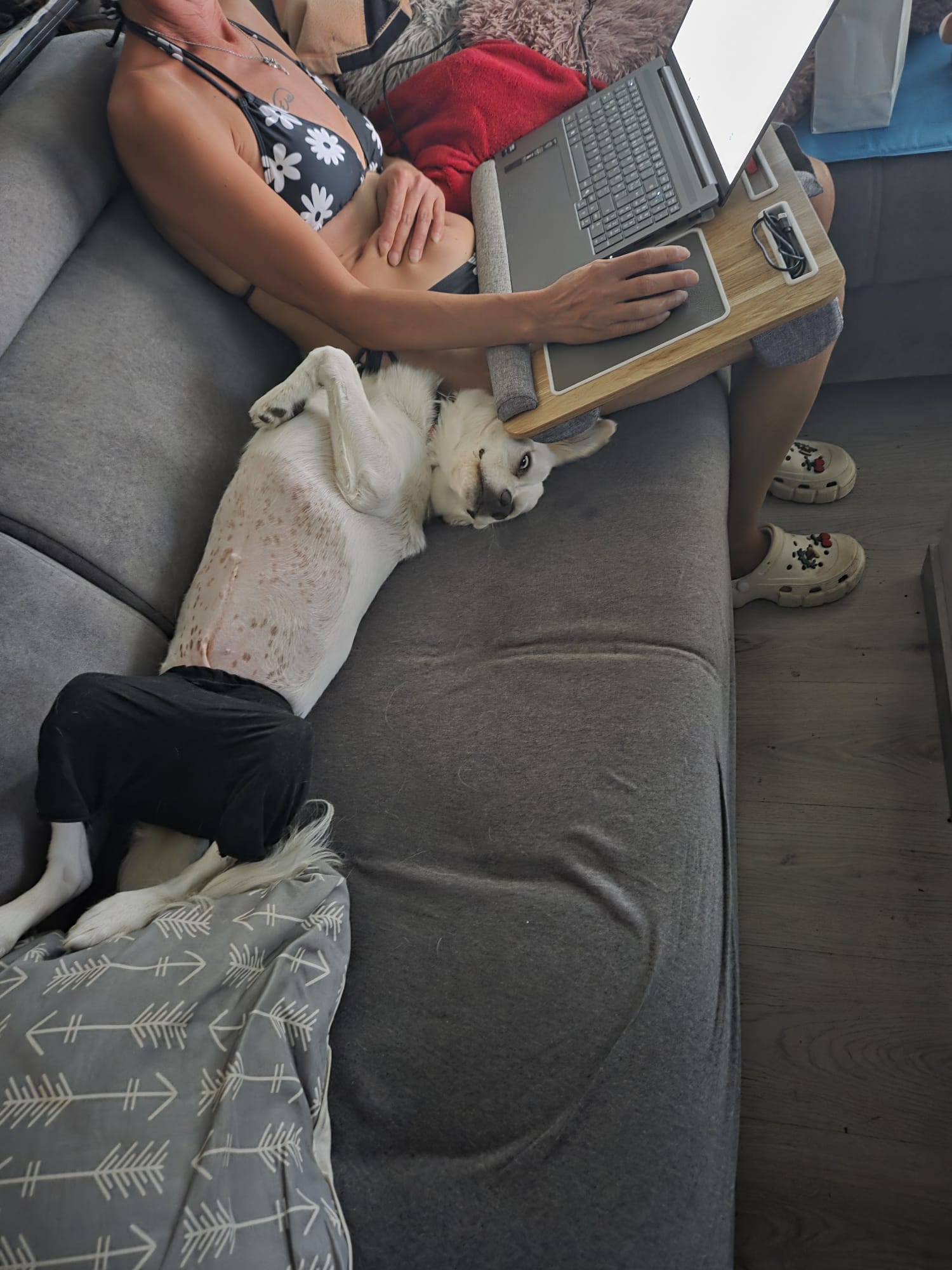 Silva liegt direkt neben Andrea auf dem Sofa und steckt neugierig ihren Kopf unter das Laptopkissen.
