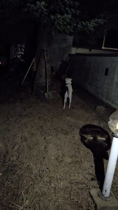 Das Leben kehrt zurück