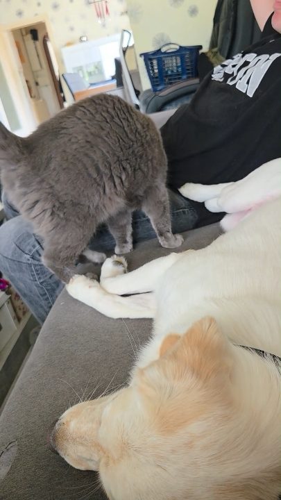Silvas neue Berufung: Tapetenkritikerin 🤪🐶
