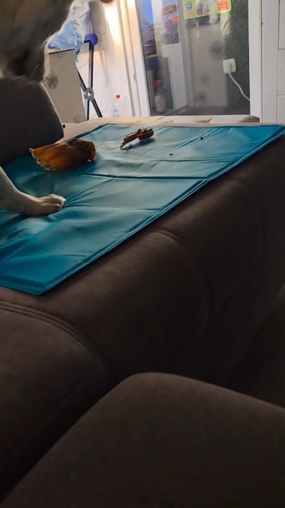 Rinderöhrchen? Da ist die Welt in Ordnung. 🤪🐶