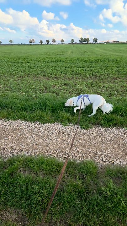 Lieblingsdecke, Spürnase und kleine Trainingsschritte