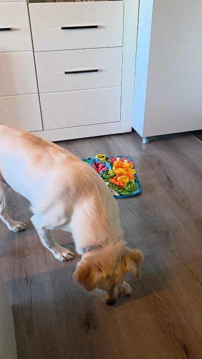 Silva und der Schnüffelteppich – wenn Köpfchen schneller ist als die Nase 🤭