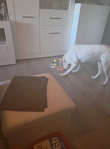 Silva und der Schnüffelteppich – wenn Köpfchen schneller ist als die Nase 🤭