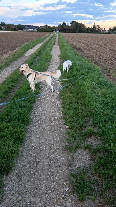 Warnung an alle Nachbarn: Silva ist wieder unterwegs! 🤣