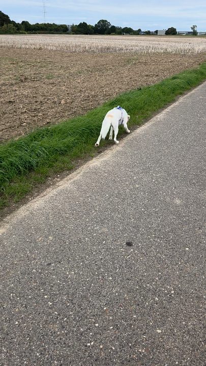 Zwischen Vollbremsungen, Bauchlandungen und einer kleinen Schlingeline auf Abwegen