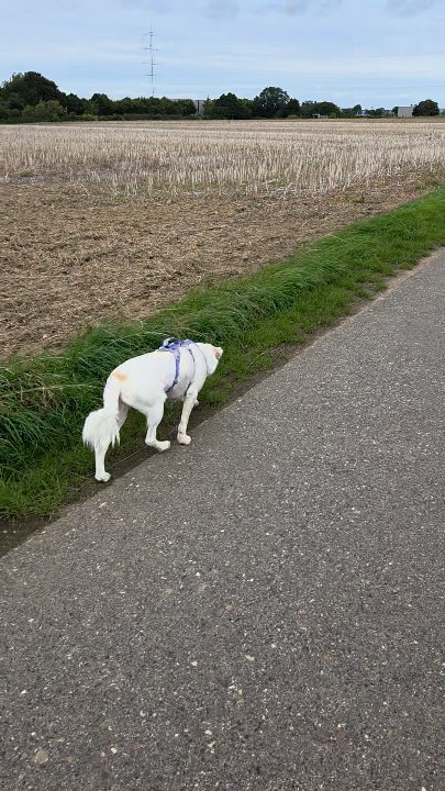 Zwischen Vollbremsungen, Bauchlandungen und einer kleinen Schlingeline auf Abwegen