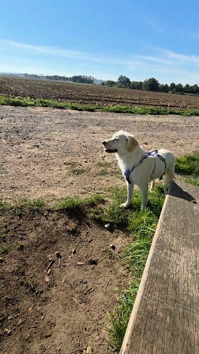 Manchmal muss man einfach kreativ werden. 🐾🌾