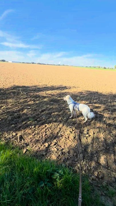 Manchmal muss man einfach kreativ werden. 🐾🌾