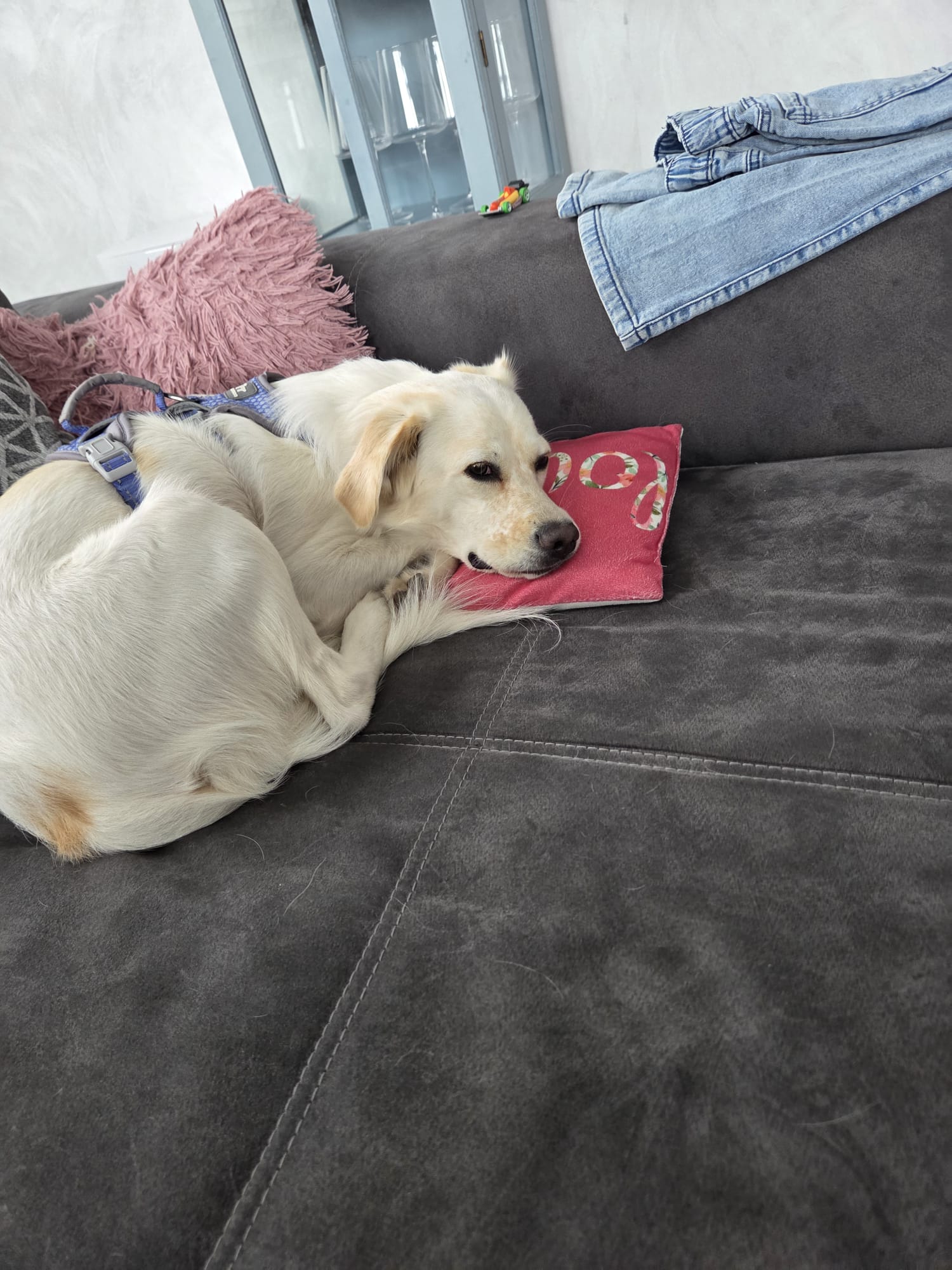 Zwischen Krankenhausbesuchen, fremden Sofas und seltenen Gassirunden 🤪❤️