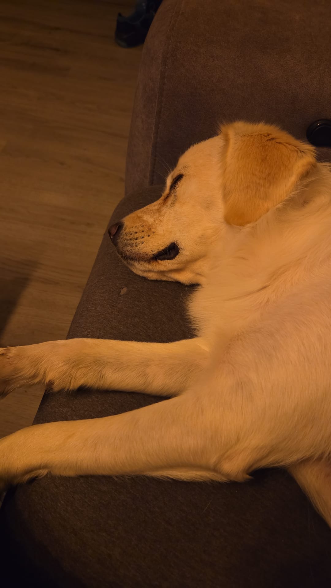 Mein großer Kumpel Cedric und ein Spaziergang mit Folgen 🤣🐾