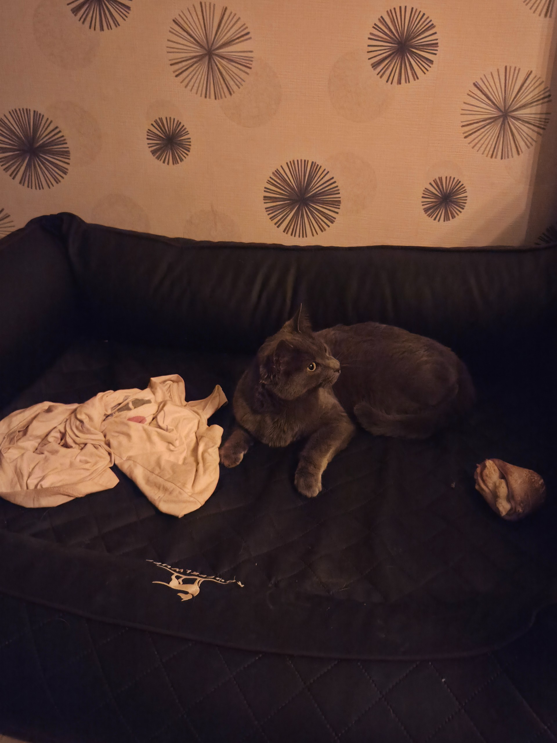 Wenn Lissy mein Körbchen entdeckt und ich Frauchens Bett erobere! 🤣🐱🐾