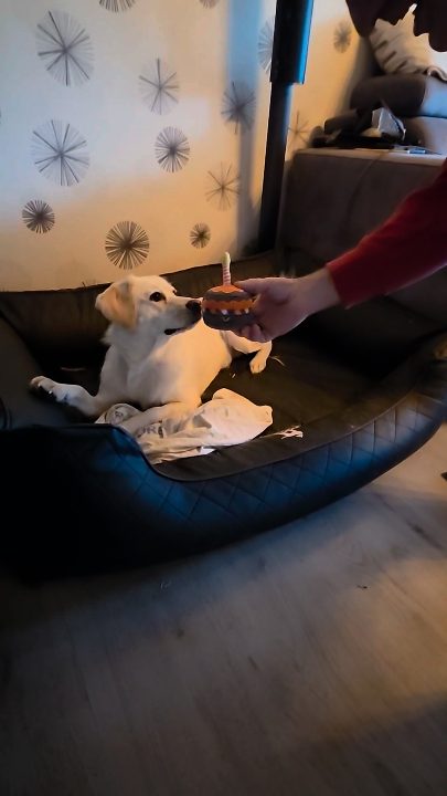 🎂 Ein Jahr Silva – eine Torte, vier schnelle Pfoten und ein Familiengeheimnis ❤️