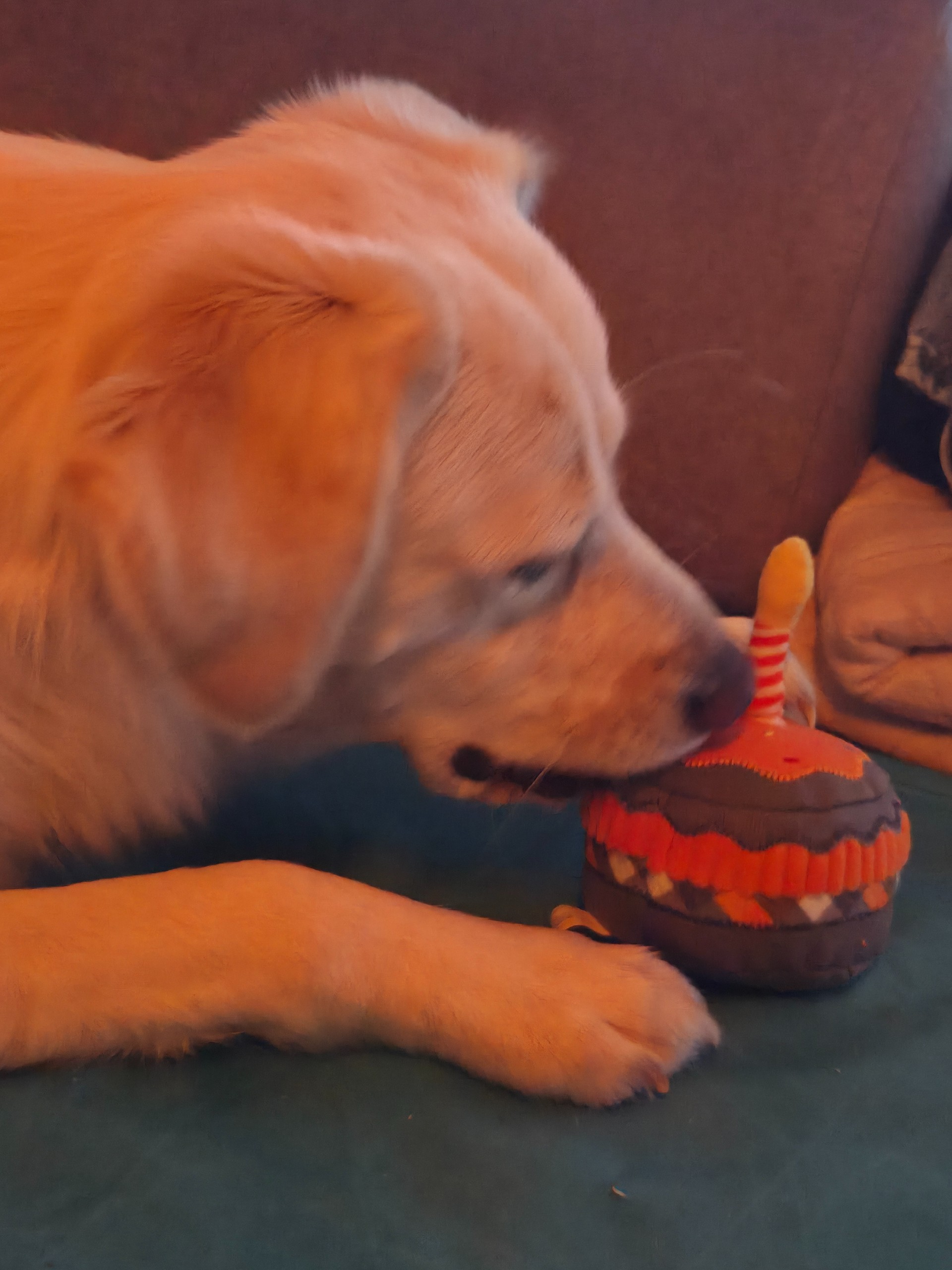 🎂 Ein Jahr Silva – eine Torte, vier schnelle Pfoten und ein Familiengeheimnis ❤️