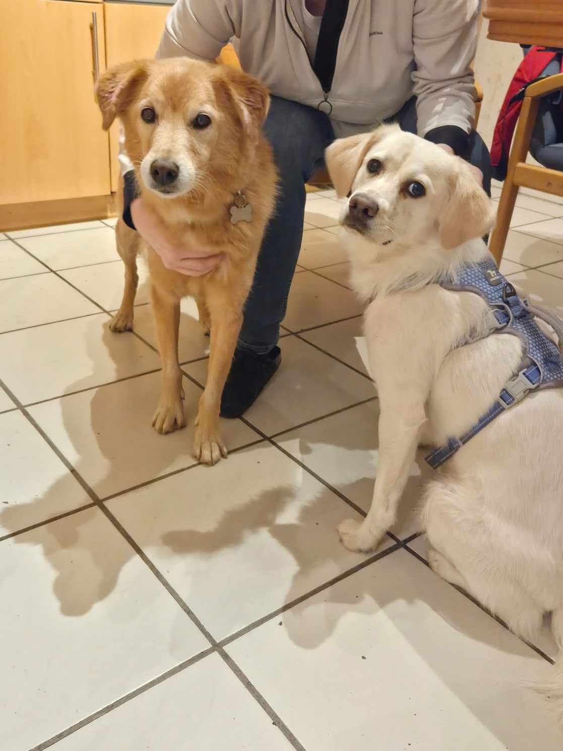 Von Pfützen, kleinen Flummis und einem ungeplanten Besuch 🐾🤣