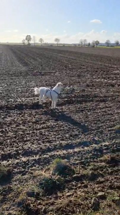 Von Pfützen, kleinen Flummis und einem ungeplanten Besuch 🐾🤣