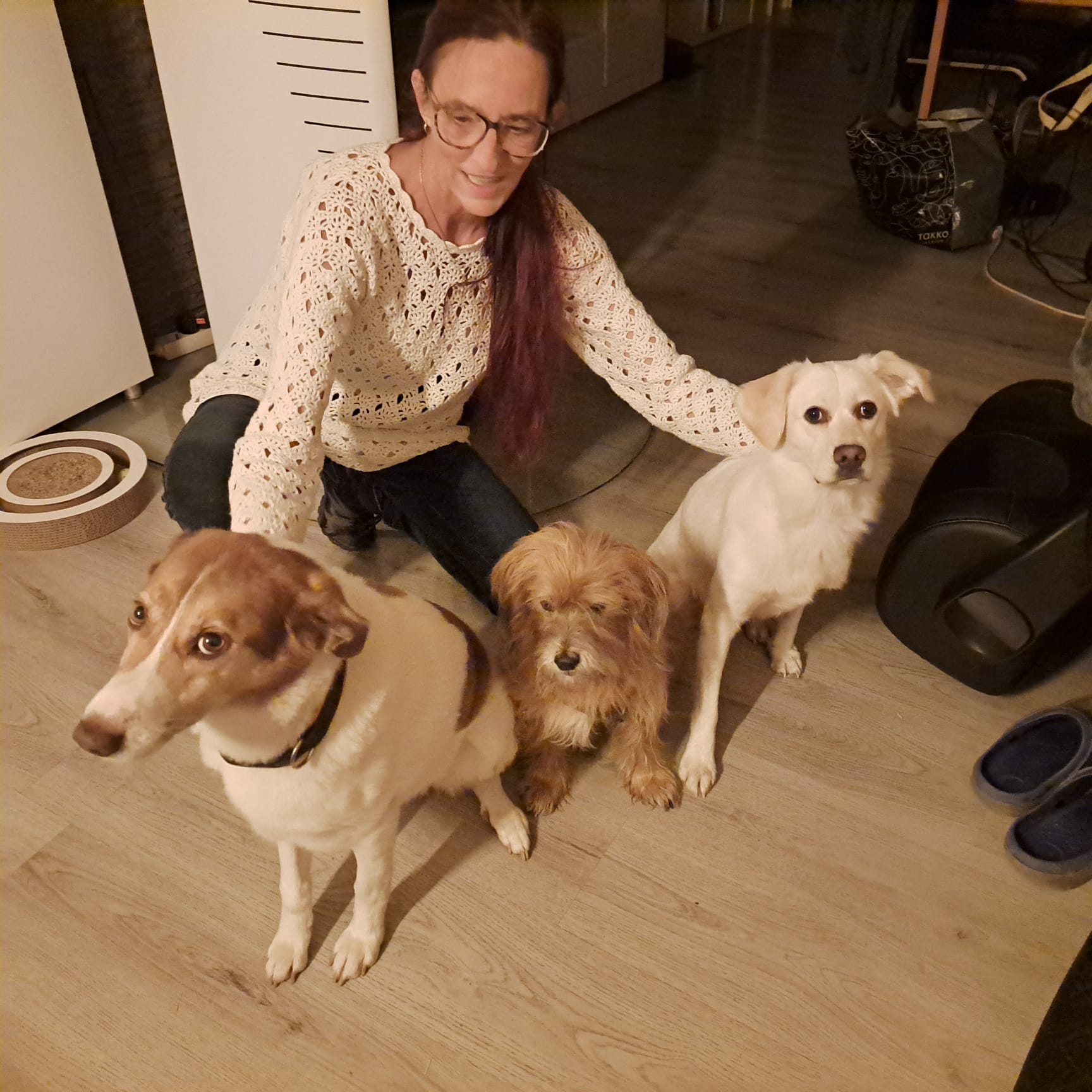 Zwei fremde Hunde auf meinem Sofa – und plötzlich hatte ich Flügel! 🐾🤣